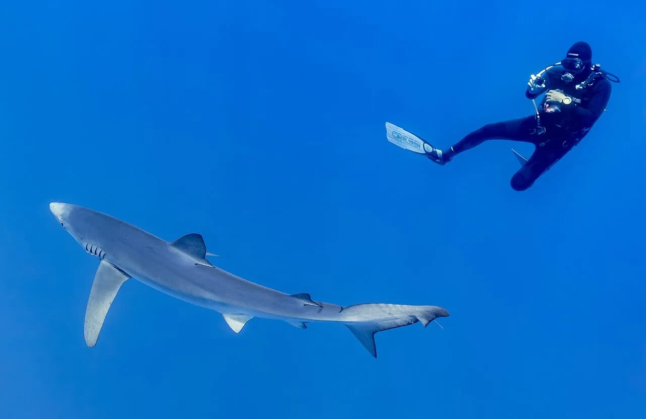 Requins en France : les espèces à observer en plongée et les bons réflexes